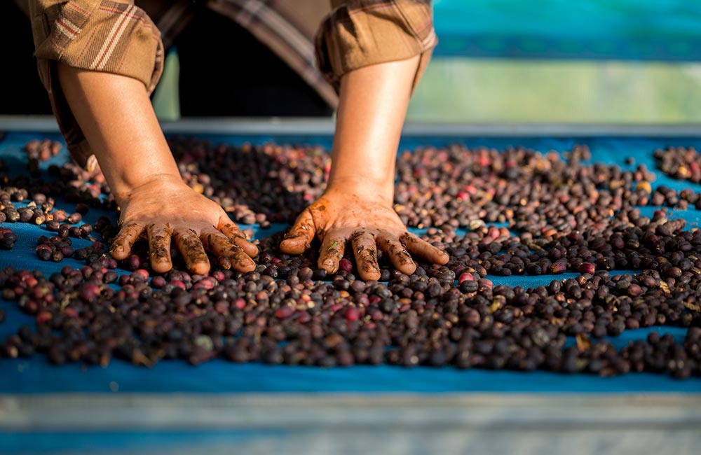 Кто такие Q-грейдеры и почему они так важны для кофейной индустрии